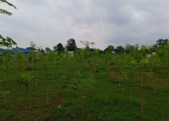 शीतलचिनीको व्यावसायिक उत्पादनमा जोडिएका भट्ट