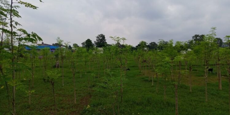 शीतलचिनीको व्यावसायिक उत्पादनमा जोडिएका भट्ट