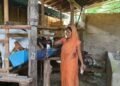 आलेखः बाख्रापालनले बदल्दै ग्रामीण महिलाको जीवन