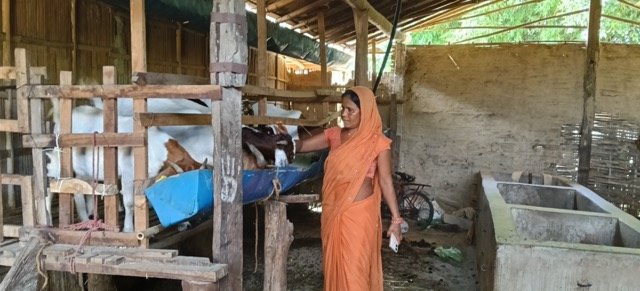आलेखः बाख्रापालनले बदल्दै ग्रामीण महिलाको जीवन