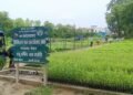 हरियाली प्रवर्द्धन गर्न छ लाख बिरुवा वितरण