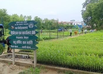 हरियाली प्रवर्द्धन गर्न छ लाख बिरुवा वितरण