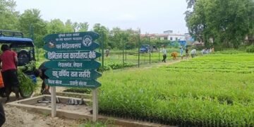 हरियाली प्रवर्द्धन गर्न छ लाख बिरुवा वितरण