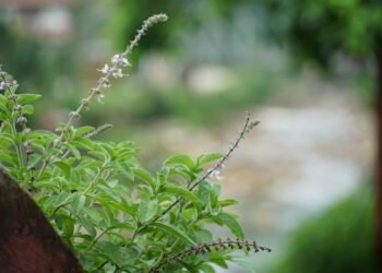 आज हरिशयनी एकादशी : तुलसीको बिरुवा सारिँदै