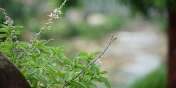 आज हरिशयनी एकादशी : तुलसीको बिरुवा सारिँदै