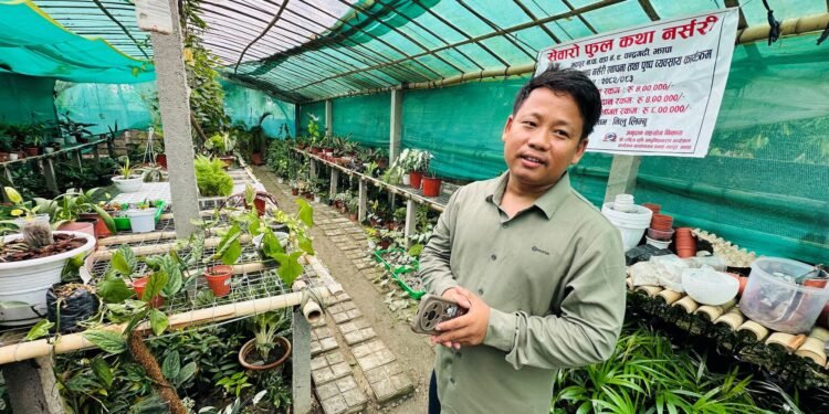 कोरियाबाट फर्केर नर्सरी व्यवसायमा जमेका फिलिप टिकटकबाटै बेच्छन् बिरुवा