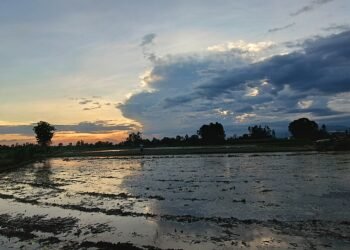 लागत बढेपछि चपेटामा किसान