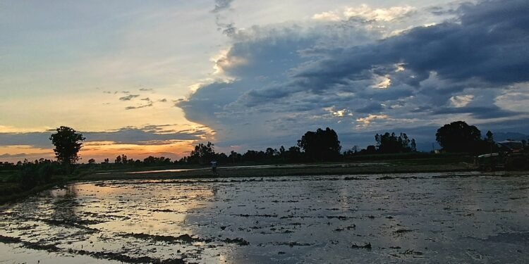 लागत बढेपछि चपेटामा किसान