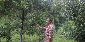 व्यावसायिक कृषि पेसाबाट मनग्ये आम्दानी