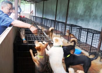 बागलुङमा कुकुरलाई ‘होस्टेल’