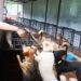 बागलुङमा कुकुरलाई ‘होस्टेल’