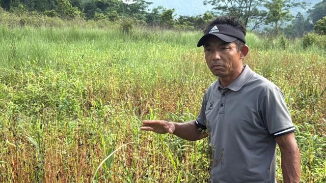 फापर खेतीमा उत्साहित हुँदै माङसेबुङका किसान