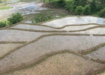गोरखामा ५८ प्रतिशत रोपाइँ सकियो