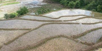 गोरखामा ५८ प्रतिशत रोपाइँ सकियो
