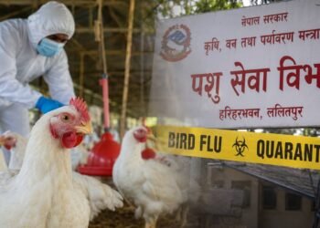 बर्डफ्लुबाट प्रभावित किसानलाई क्षतिपूर्तिस्वरुप ५२ करोड उपलब्ध गराउने तयारी