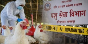 बर्डफ्लुबाट प्रभावित किसानलाई क्षतिपूर्तिस्वरुप ५२ करोड उपलब्ध गराउने तयारी