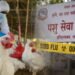 बर्डफ्लुबाट प्रभावित किसानलाई क्षतिपूर्तिस्वरुप ५२ करोड उपलब्ध गराउने तयारी