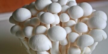 रैथाने वनस्पति र च्याउ प्रजाति सङ्कटमा