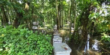 अविरल वर्षाको असर मौरीपालनमा : रत्ननगरमा चरन क्षेत्रका मौरीघार बगायो