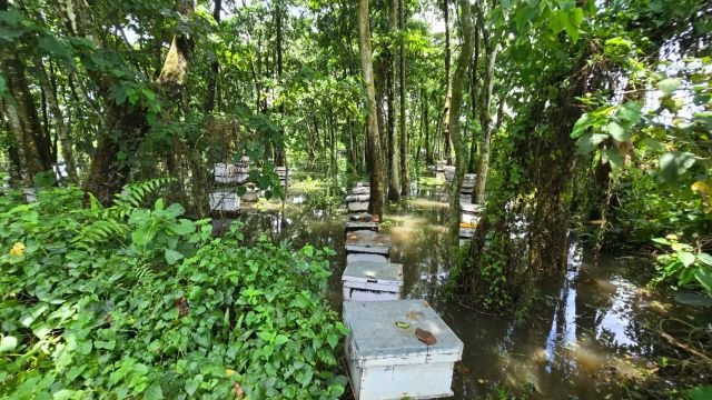 अविरल वर्षाको असर मौरीपालनमा : रत्ननगरमा चरन क्षेत्रका मौरीघार बगायो