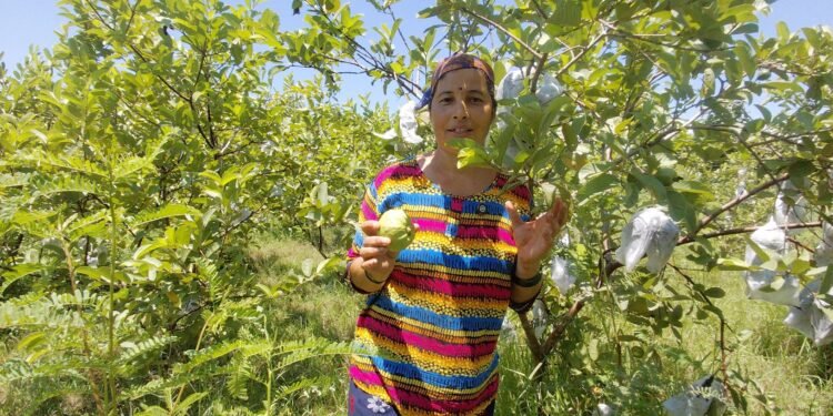 ताइवानी अम्बाले बदलेको सिर्जनाको दैनिकी