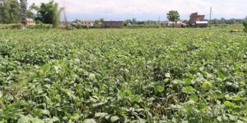 तरकारीखेतीबाट आर्थिक उपार्जनमा मोतिपुरका किसान