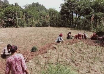भोजपुरमा कोदोखेती घट्दै