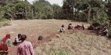 भोजपुरमा कोदोखेती घट्दै
