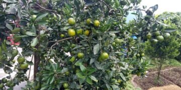 अगौटे सुन्तलामा सुँडे पुतलीको प्रकोप