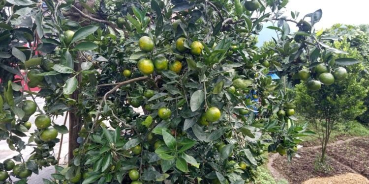 अगौटे सुन्तलामा सुँडे पुतलीको प्रकोप