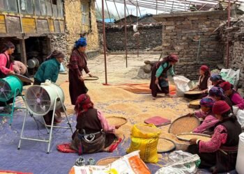 एघार महिनामा पाकेको गहुँ साइत जुराएर भित्र्याउँछन् चुमभ्यालीका किसान