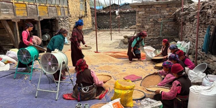 एघार महिनामा पाकेको गहुँ साइत जुराएर भित्र्याउँछन् चुमभ्यालीका किसान