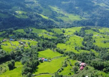 भोजपुरमा ९६ प्रतिशत रोपाइँ सम्पन्न