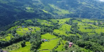 भोजपुरमा ९६ प्रतिशत रोपाइँ सम्पन्न