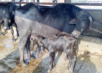 किसानको आयआर्जन बढाउन सत्यवतीमा पशुपालन प्रोत्साहन कार्यक्रम