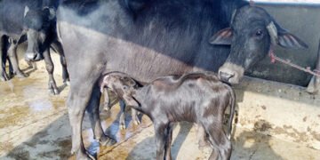 किसानको आयआर्जन बढाउन सत्यवतीमा पशुपालन प्रोत्साहन कार्यक्रम