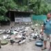 सहरबाट गाउँ फर्किएर हाँसपालन रमाएका चिरञ्जीवी