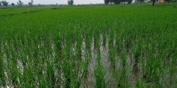 देशभर करिब ९८ प्रतिशत धान रोपाइँ सम्पन्न