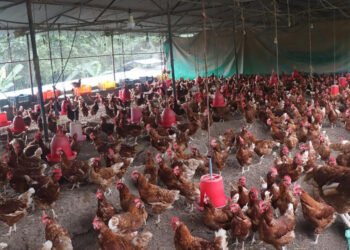 गाउँ फर्किएर दाजुभाइले सुरु गरेको कुखुरापालन