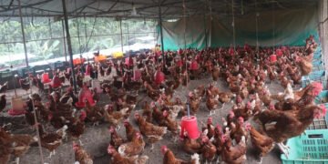 गाउँ फर्किएर दाजुभाइले सुरु गरेको कुखुरापालन