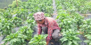मेहनत र आम्दानी दुवै गाउँमै