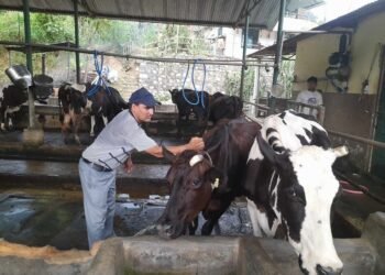 पूर्ण खोप अभियानले पशु रोगको जोखिम घटायो