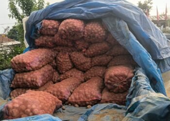 भोजपुरका गाउँमा फलेका आलु सहरका भान्सामा
