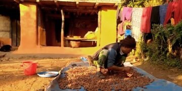किसानको राम्रो आम्दानीको स्रोत बन्दै रुद्राक्ष
