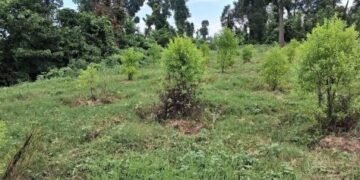 उत्पादनमुखी वृक्षरोपणले बदलिँदै कैलालीका सामुदायिक वन