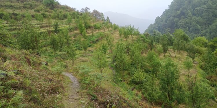 सिमस्याइलका लेकमा कृषि क्रान्ति गरिरहेका जयबहादुर