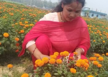 फूलखेतीबाट आत्मनिर्भरसँगै आम्दानी गर्दै धनगढीकी सुशीला
