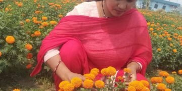 फूलखेतीबाट आत्मनिर्भरसँगै आम्दानी गर्दै धनगढीकी सुशीला