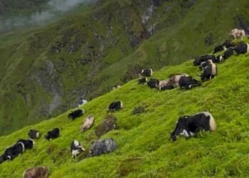 रघुगङ्गामा व्यावसायिक चौँरीपालन सुरु
