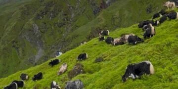 रघुगङ्गामा व्यावसायिक चौँरीपालन सुरु
